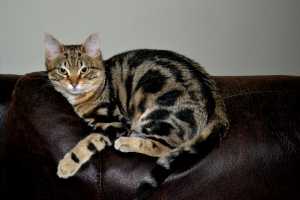 BENJI (2)